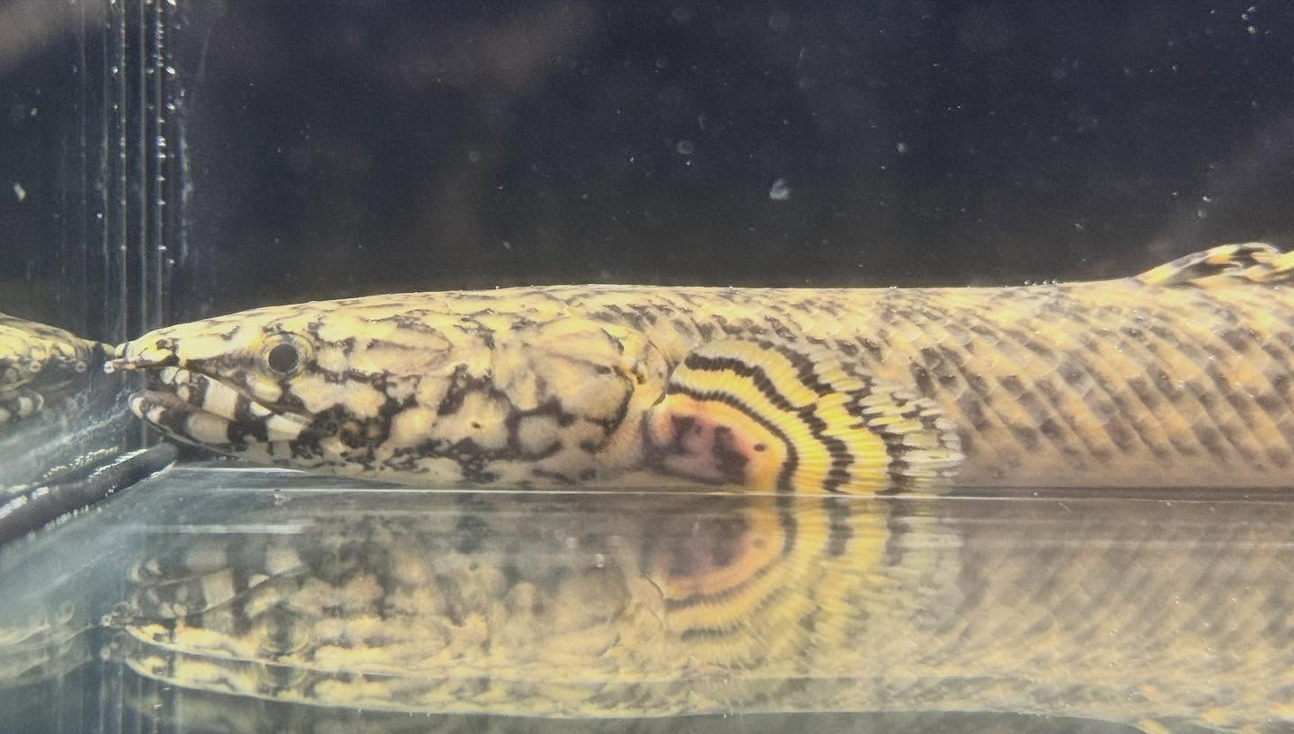 aquastyleg.base.shop/items/122...