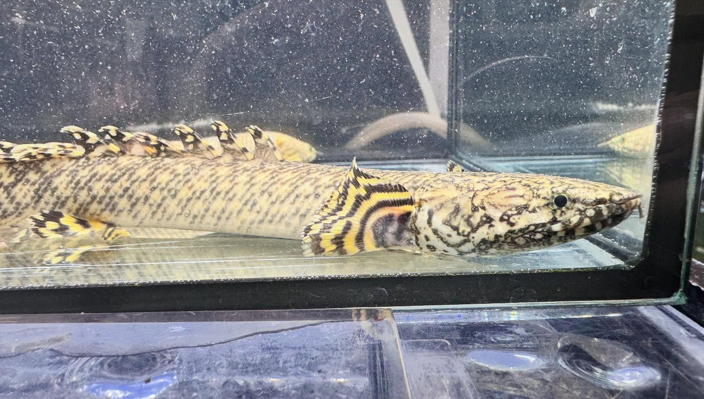 aquastyleg.base.shop/items/122...