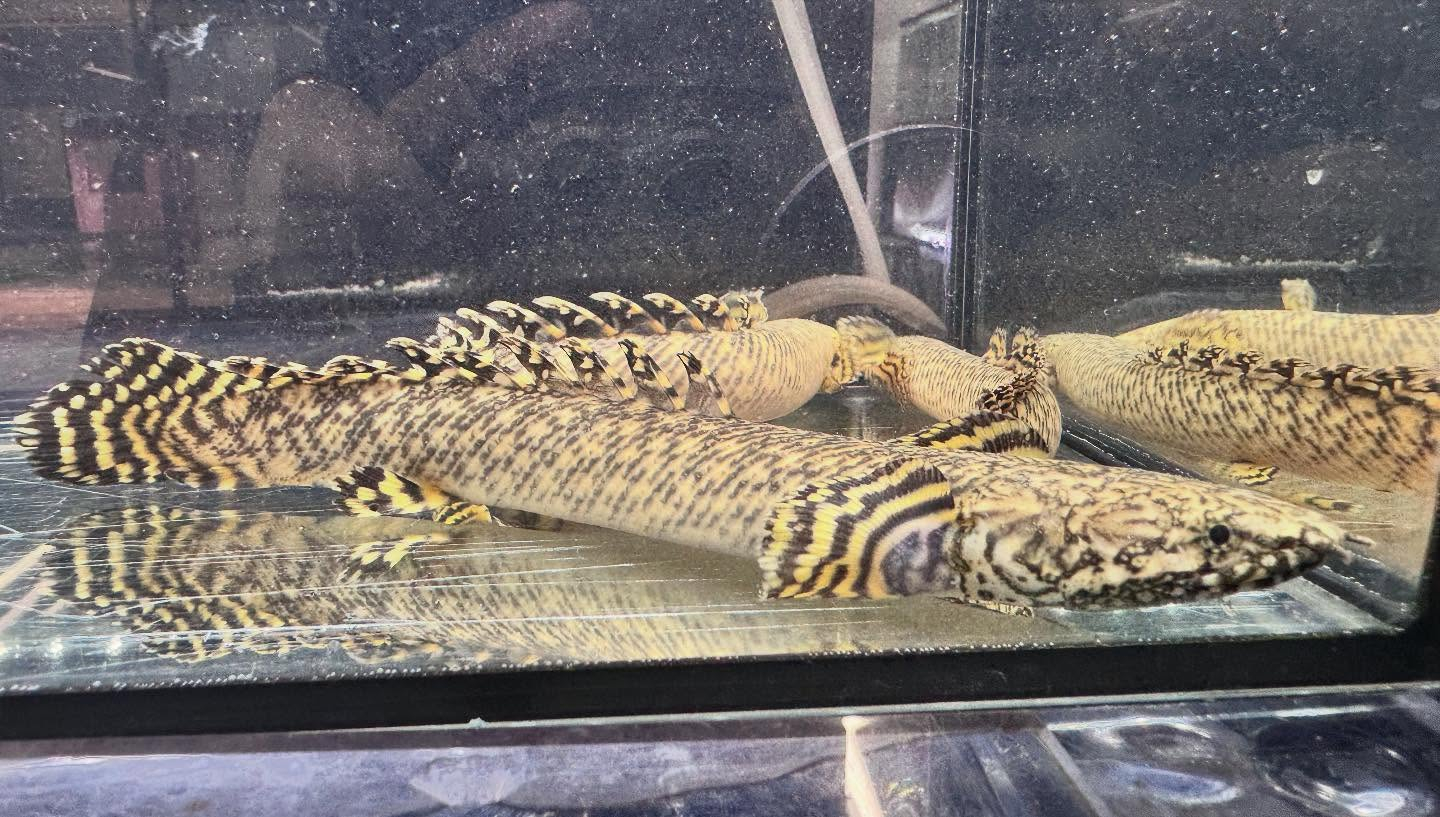 aquastyleg.base.shop/items/122...