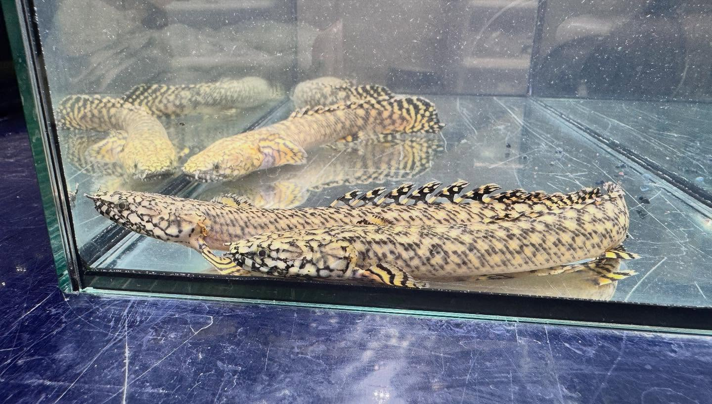 aquastyleg.base.shop/items/122...