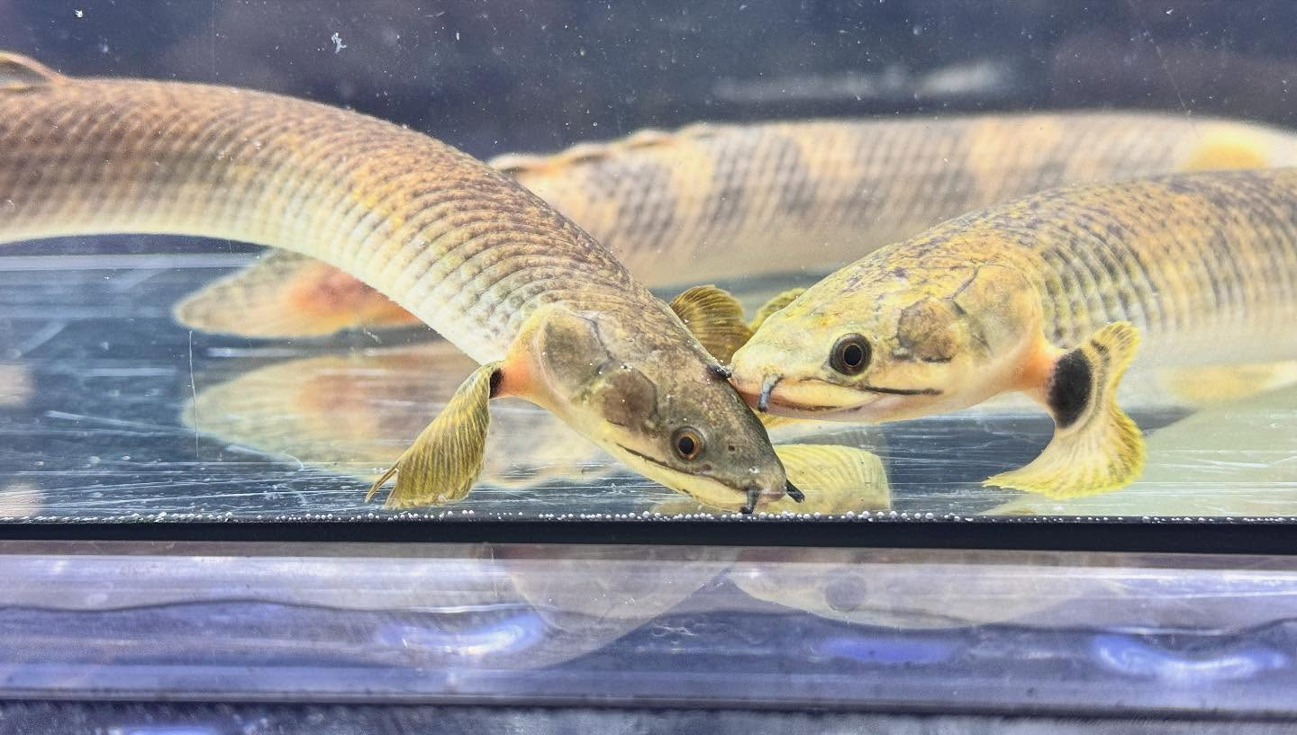 aquastyleg.base.shop/items/122...