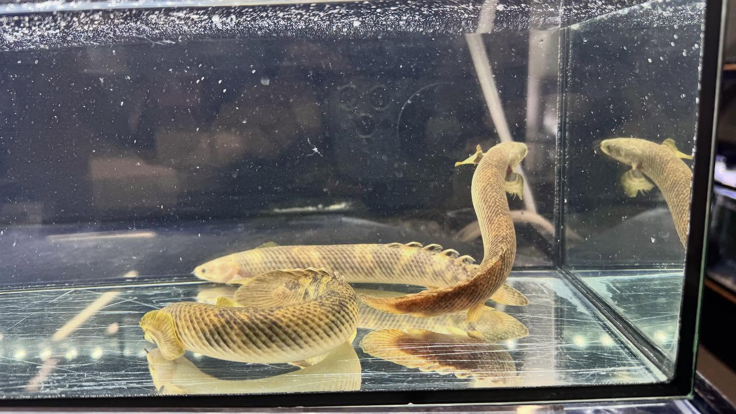 aquastyleg.base.shop/items/122...