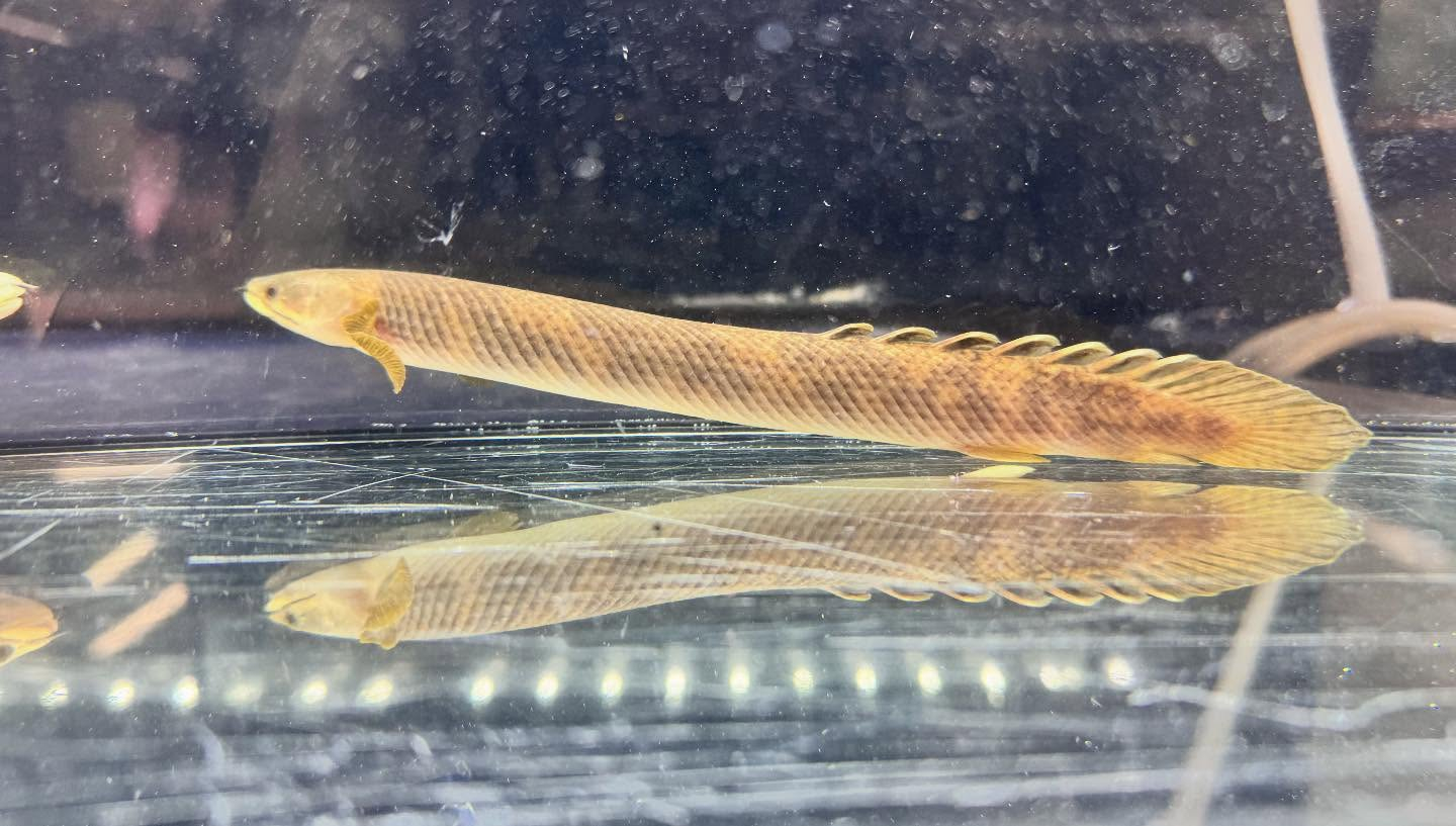 aquastyleg.base.shop/items/122...