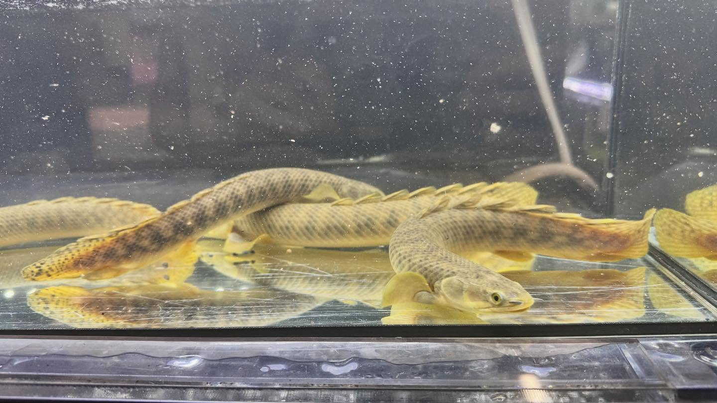 aquastyleg.base.shop/items/122...