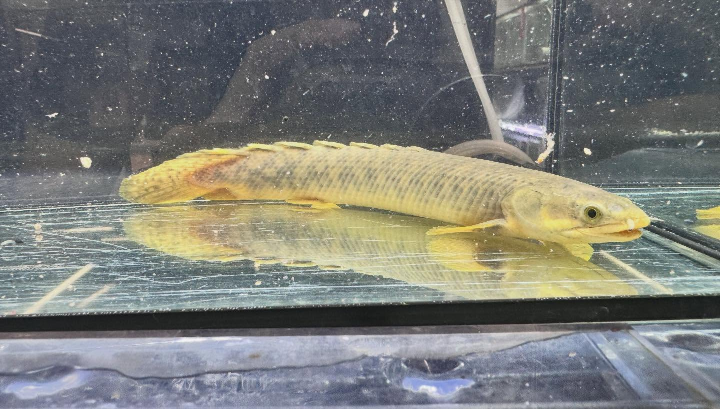 aquastyleg.base.shop/items/122...