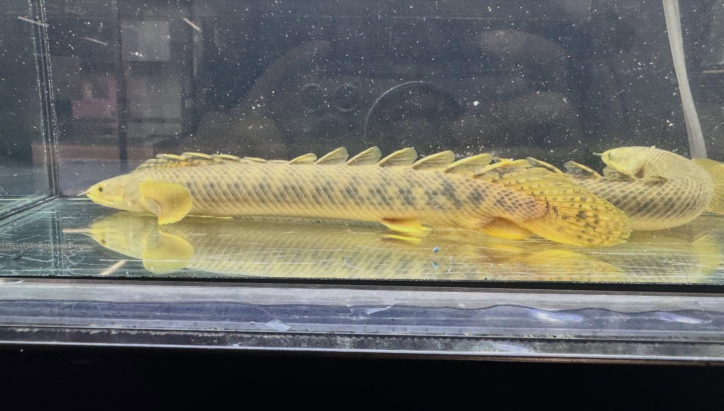 aquastyleg.base.shop/items/122...