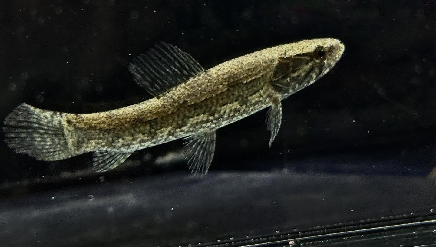 aquastyleg.base.shop/items/123...