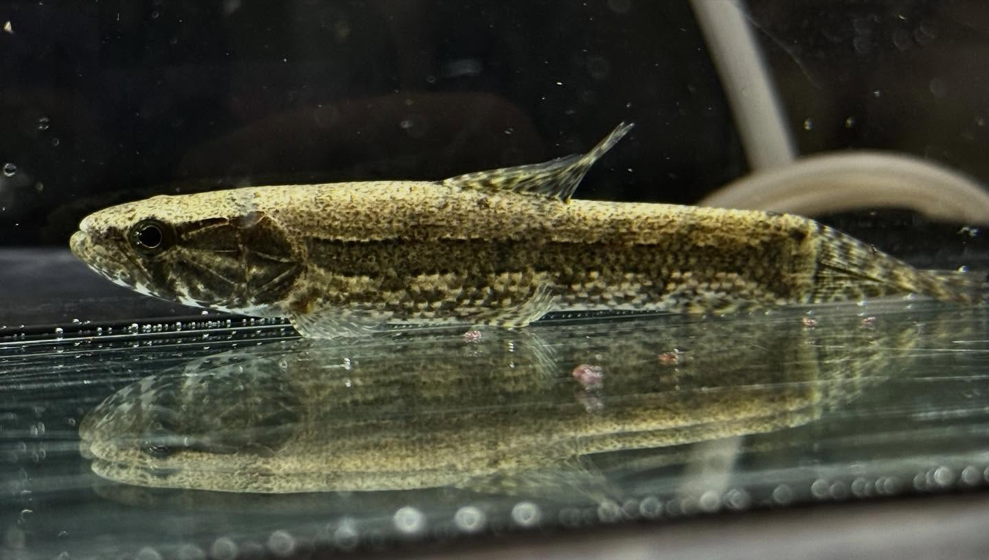 aquastyleg.base.shop/items/123...