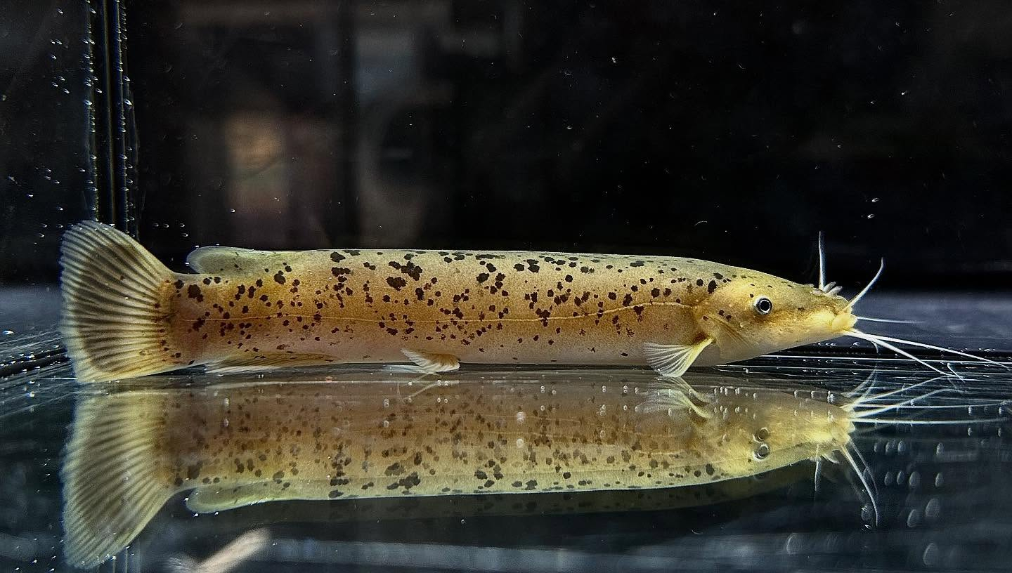 aquastyleg.base.shop/items/123...