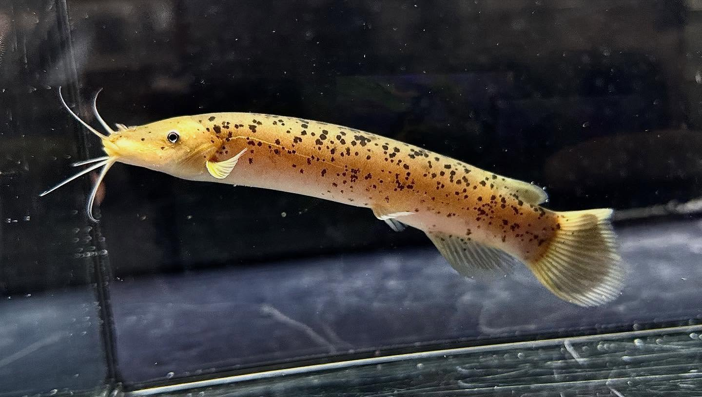 aquastyleg.base.shop/items/123...