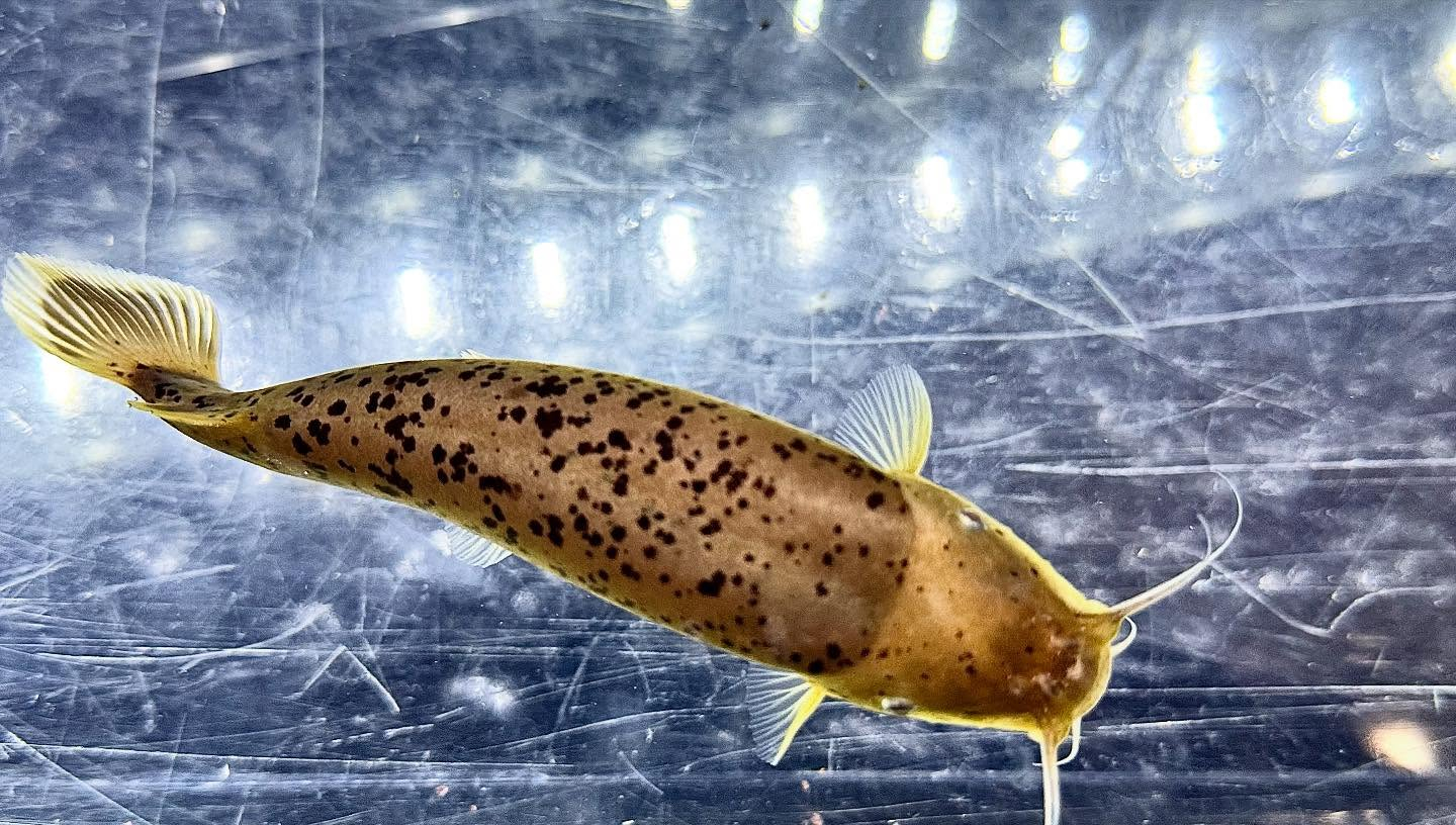 aquastyleg.base.shop/items/123...