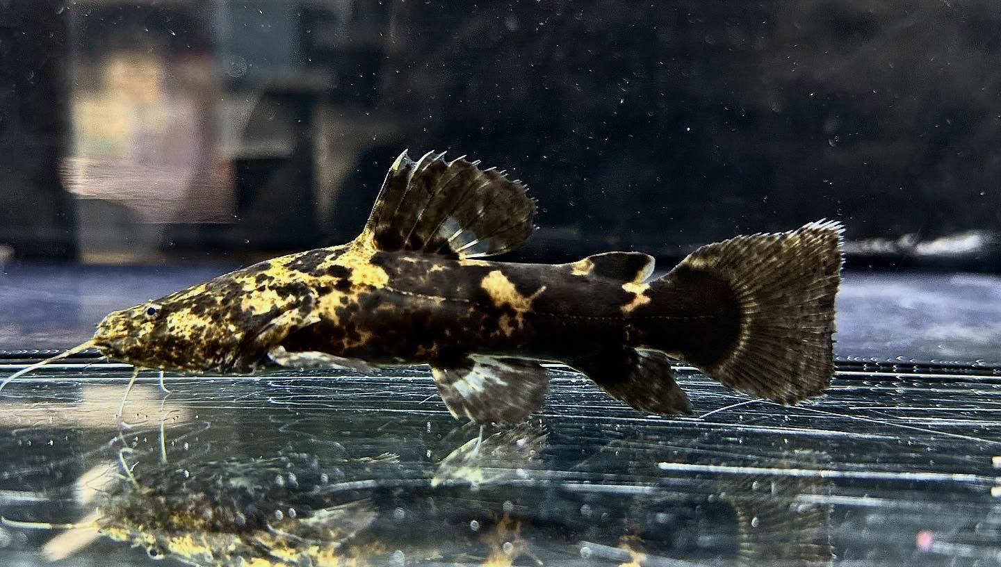 aquastyleg.base.shop/items/123...