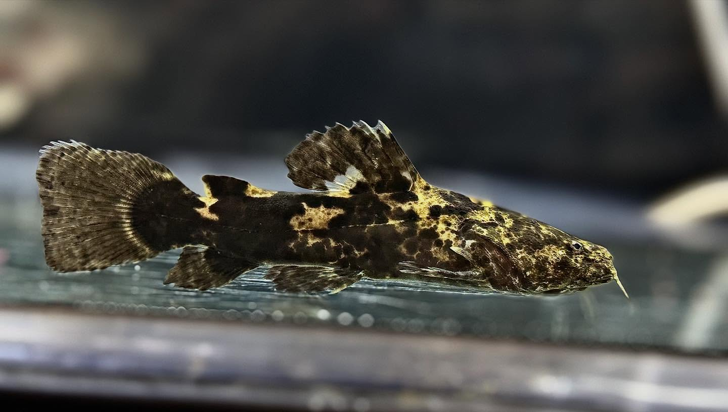 aquastyleg.base.shop/items/123...