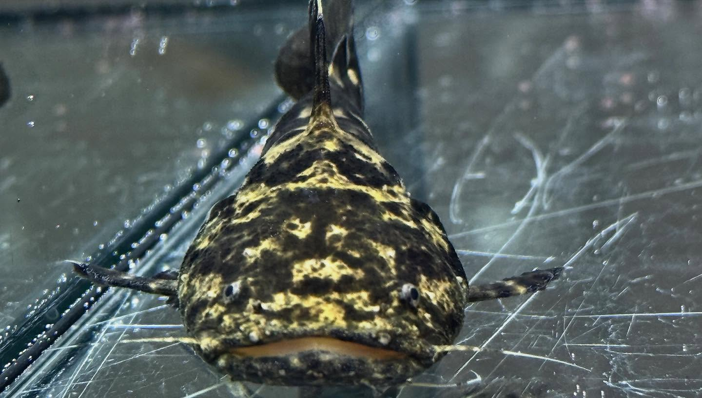 aquastyleg.base.shop/items/123...