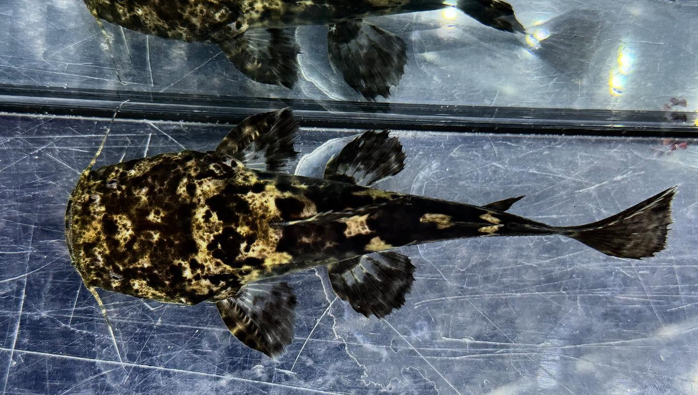 aquastyleg.base.shop/items/123...