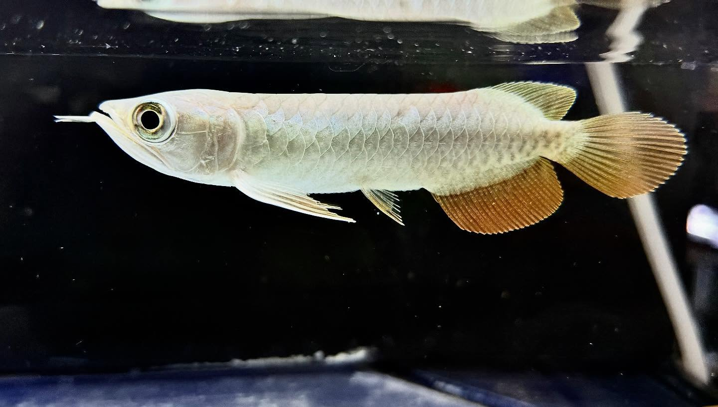 aquastyleg.base.shop/items/123...