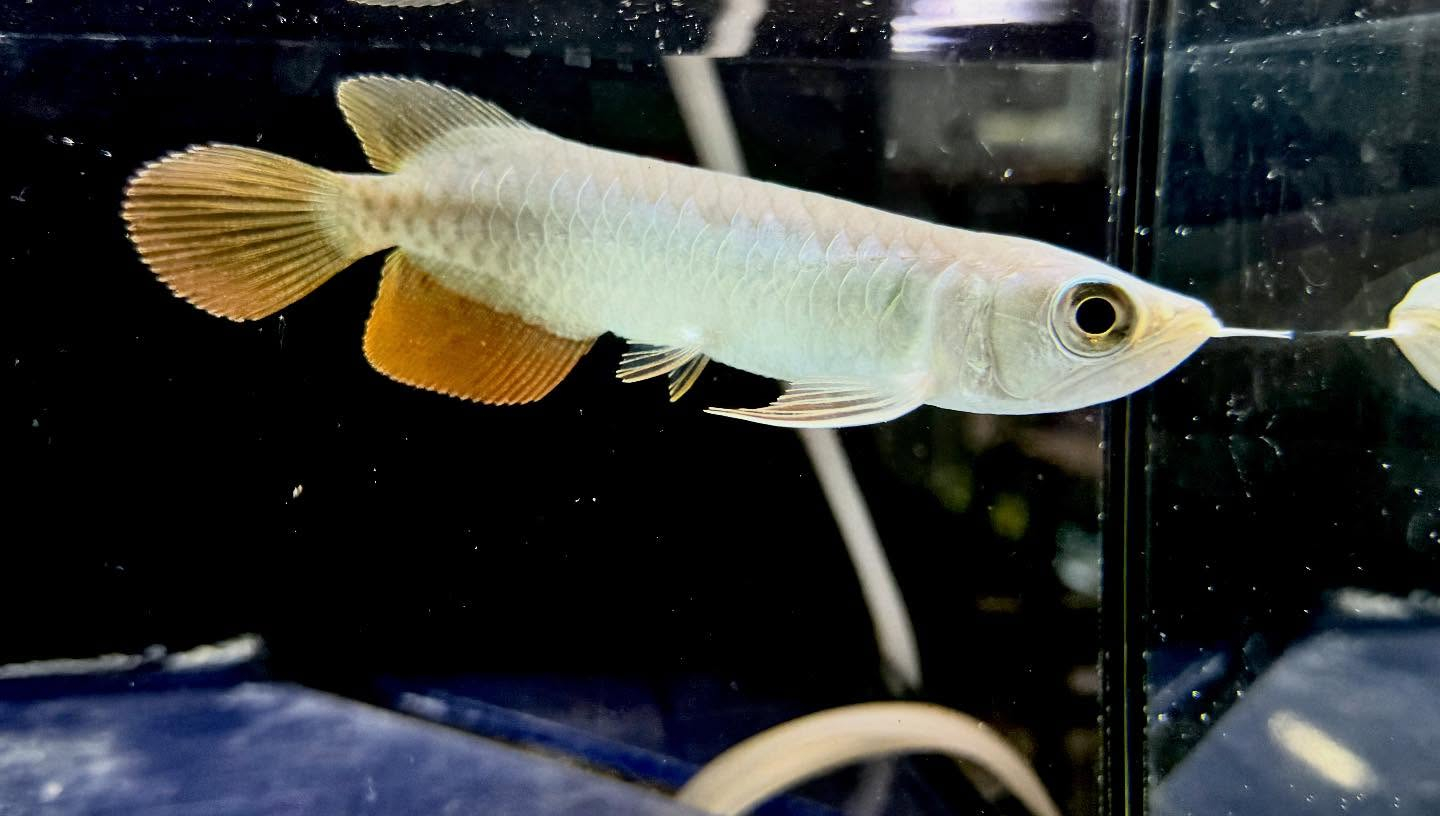 aquastyleg.base.shop/items/123...