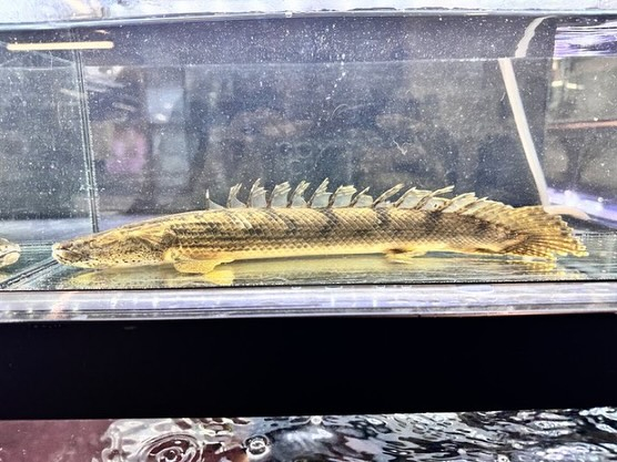 Po.コンギクス コンゴ産 ¥12,500