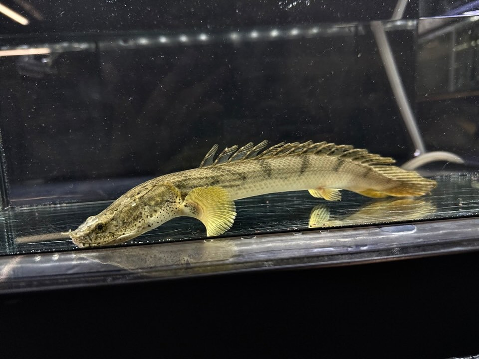 Po.コンギクス コンゴ産 ¥12,500