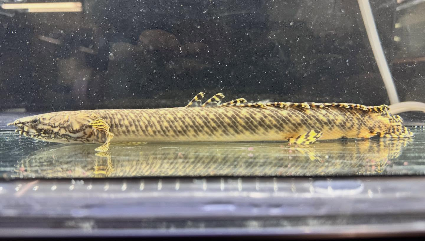 Po.オルナティピンニス 