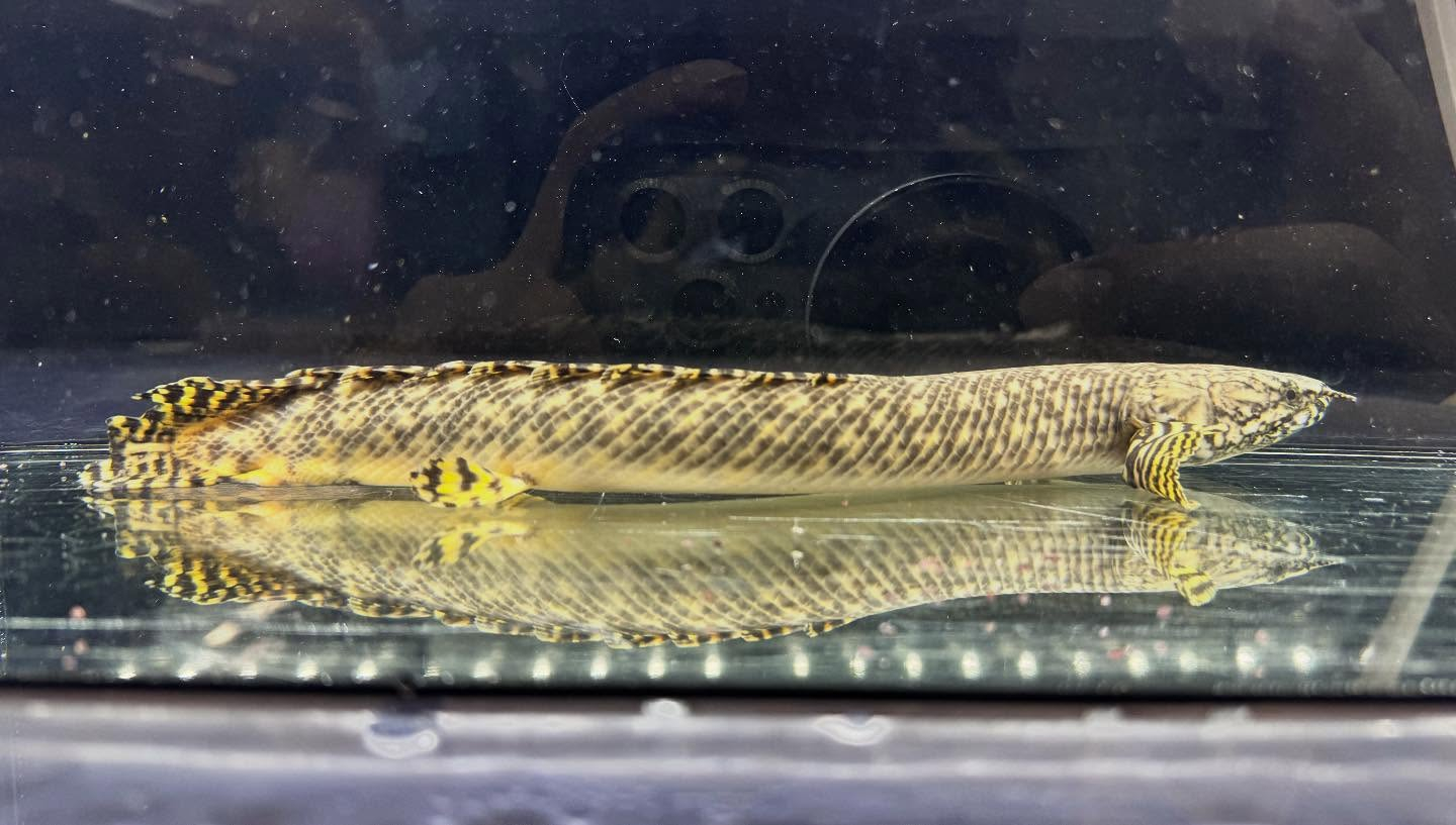 Po.オルナティピンニス 