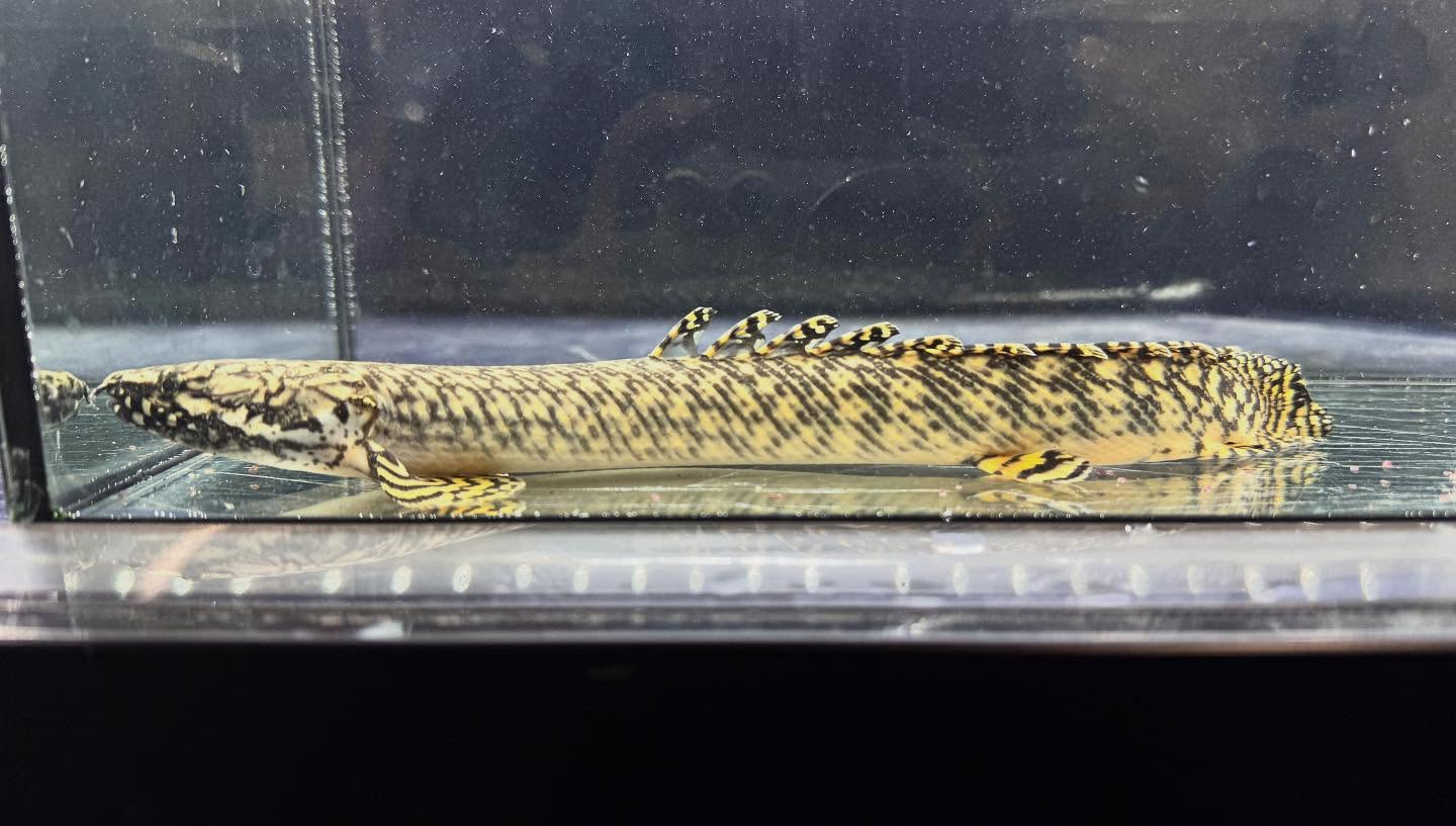 Po.オルナティピンニス 