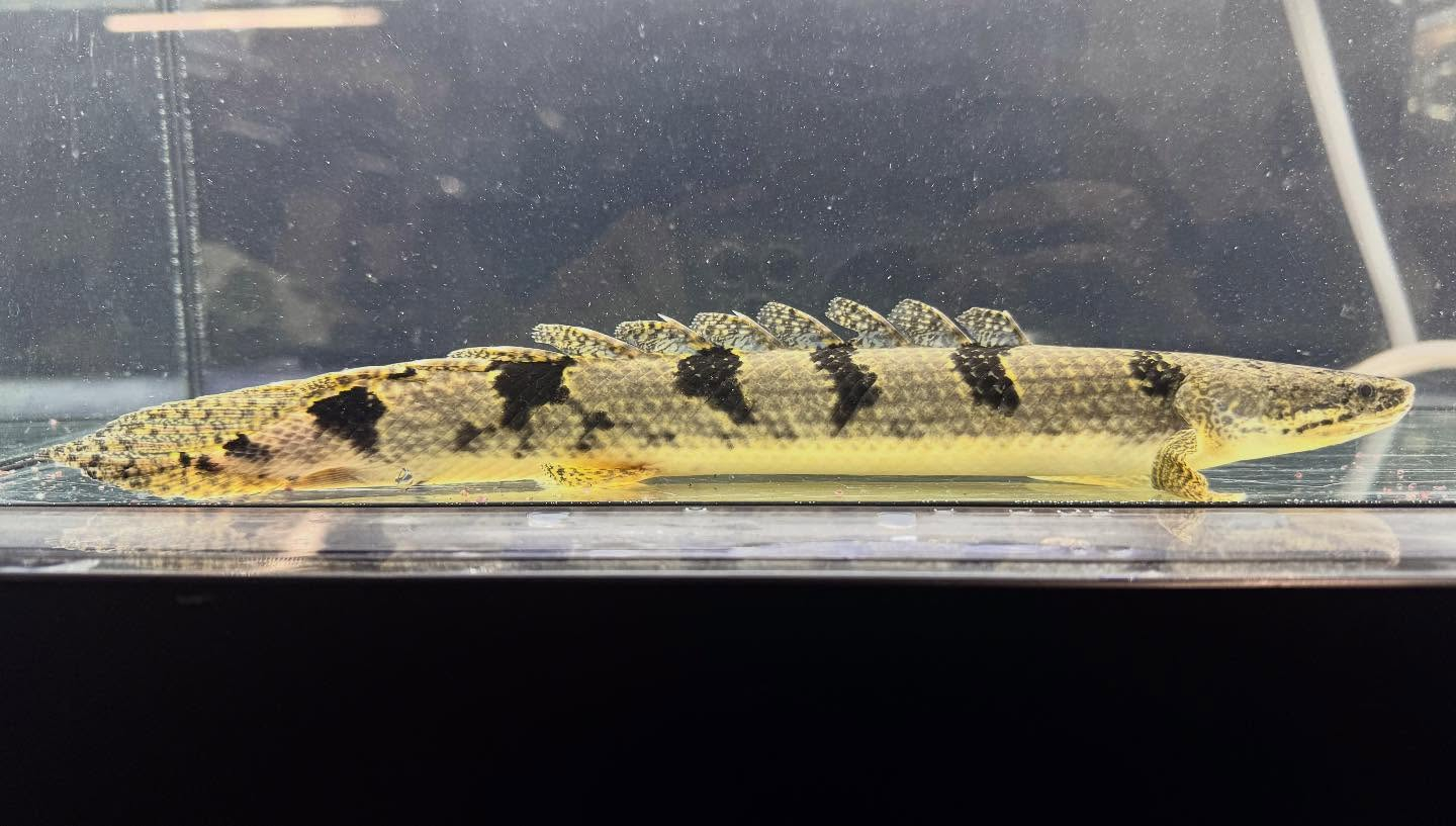 aquastyleg.base.shop/items/123...