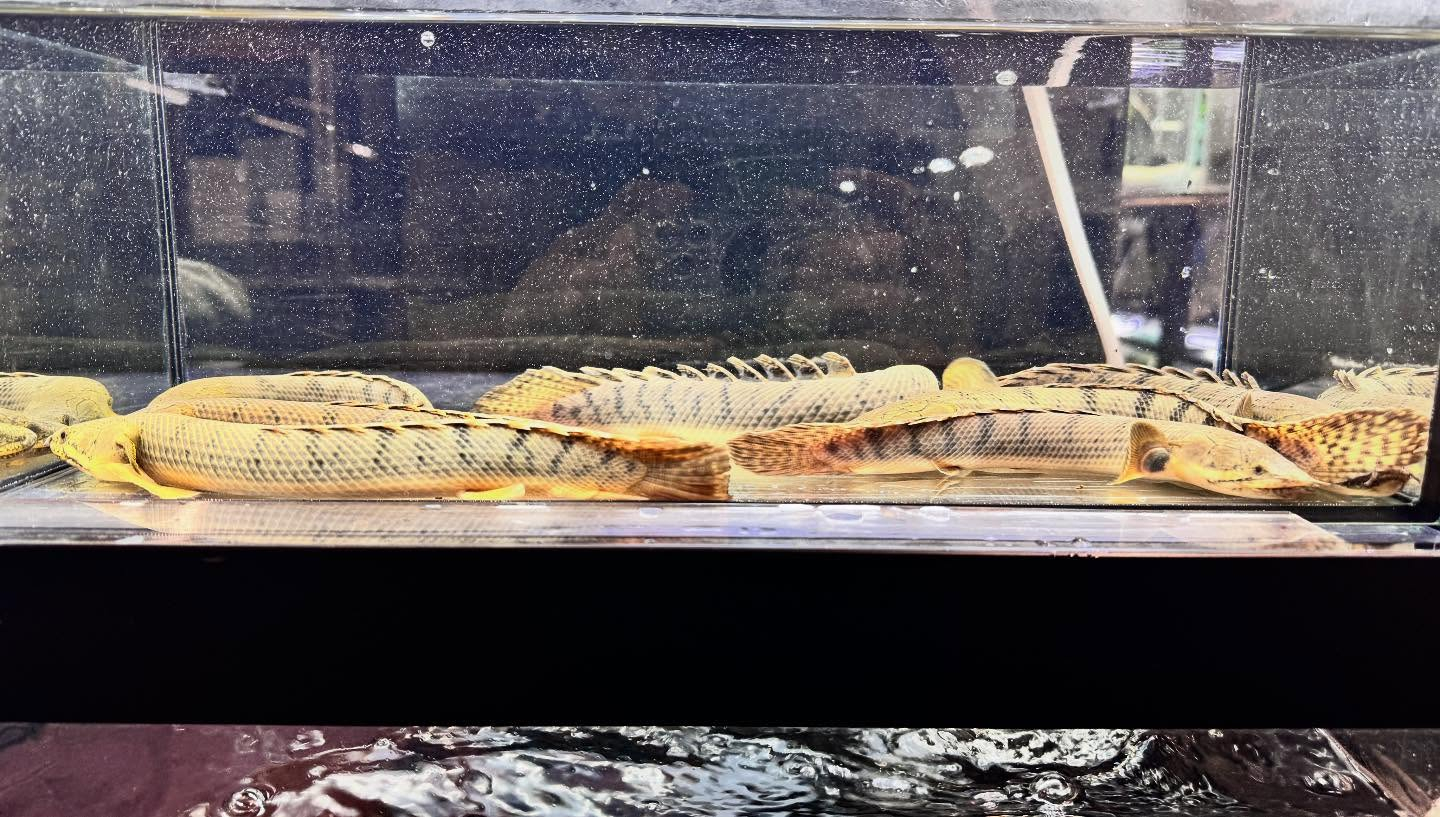 aquastyleg.base.shop/items/123...