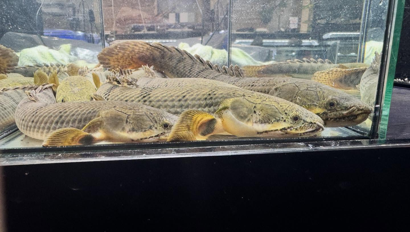 aquastyleg.base.shop/items/123...