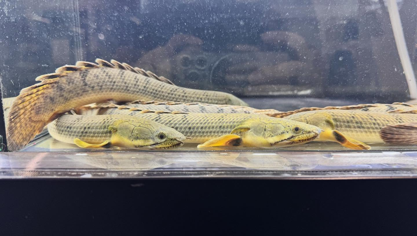 aquastyleg.base.shop/items/123...