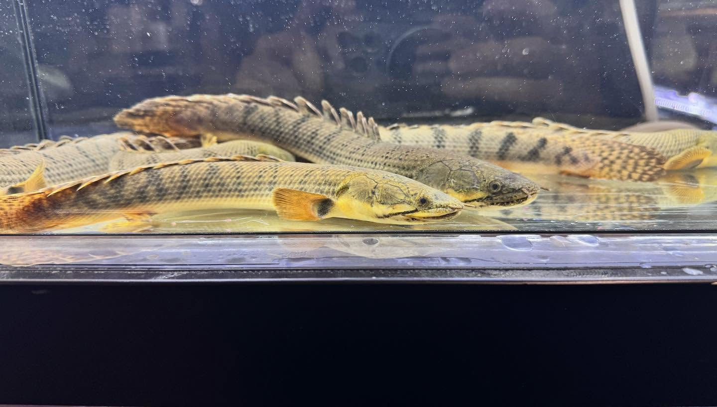 aquastyleg.base.shop/items/123...