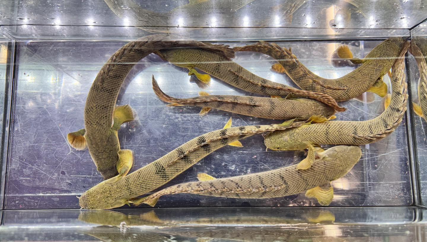 aquastyleg.base.shop/items/123...