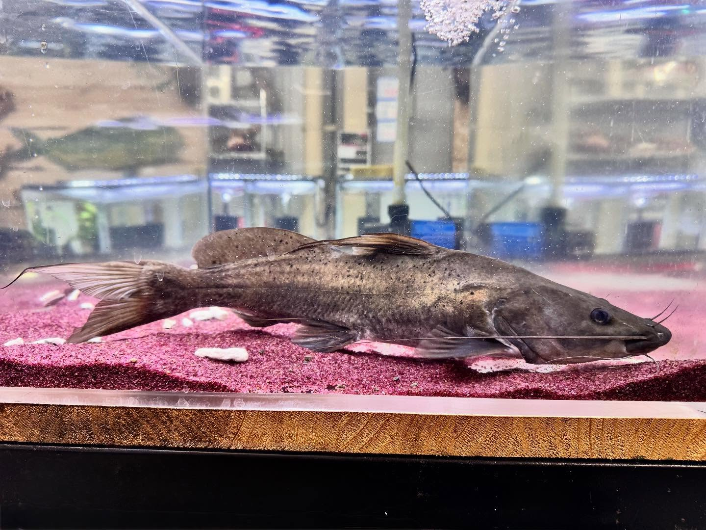 aquastyleg.base.shop/items/104...