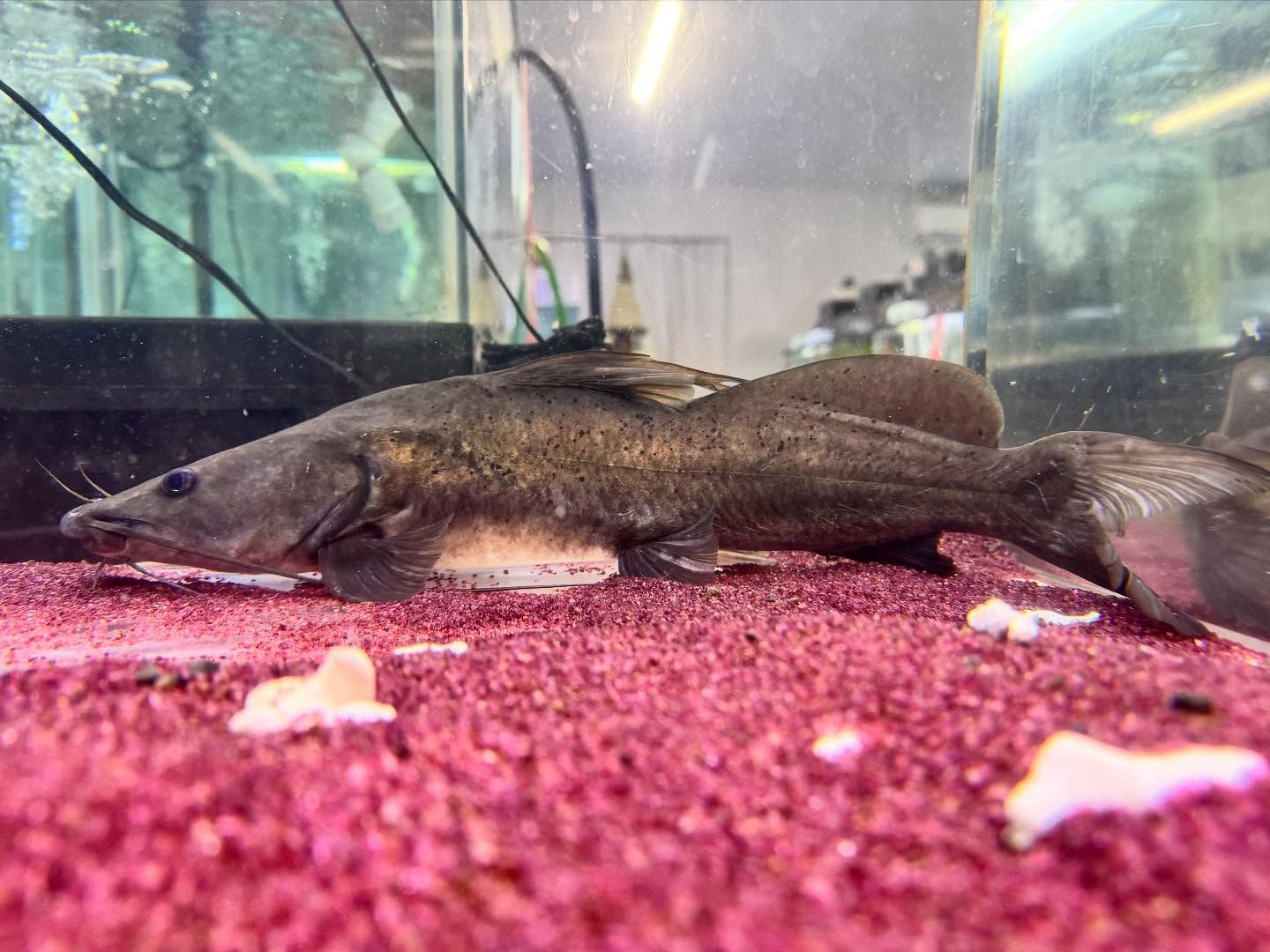 aquastyleg.base.shop/items/104...