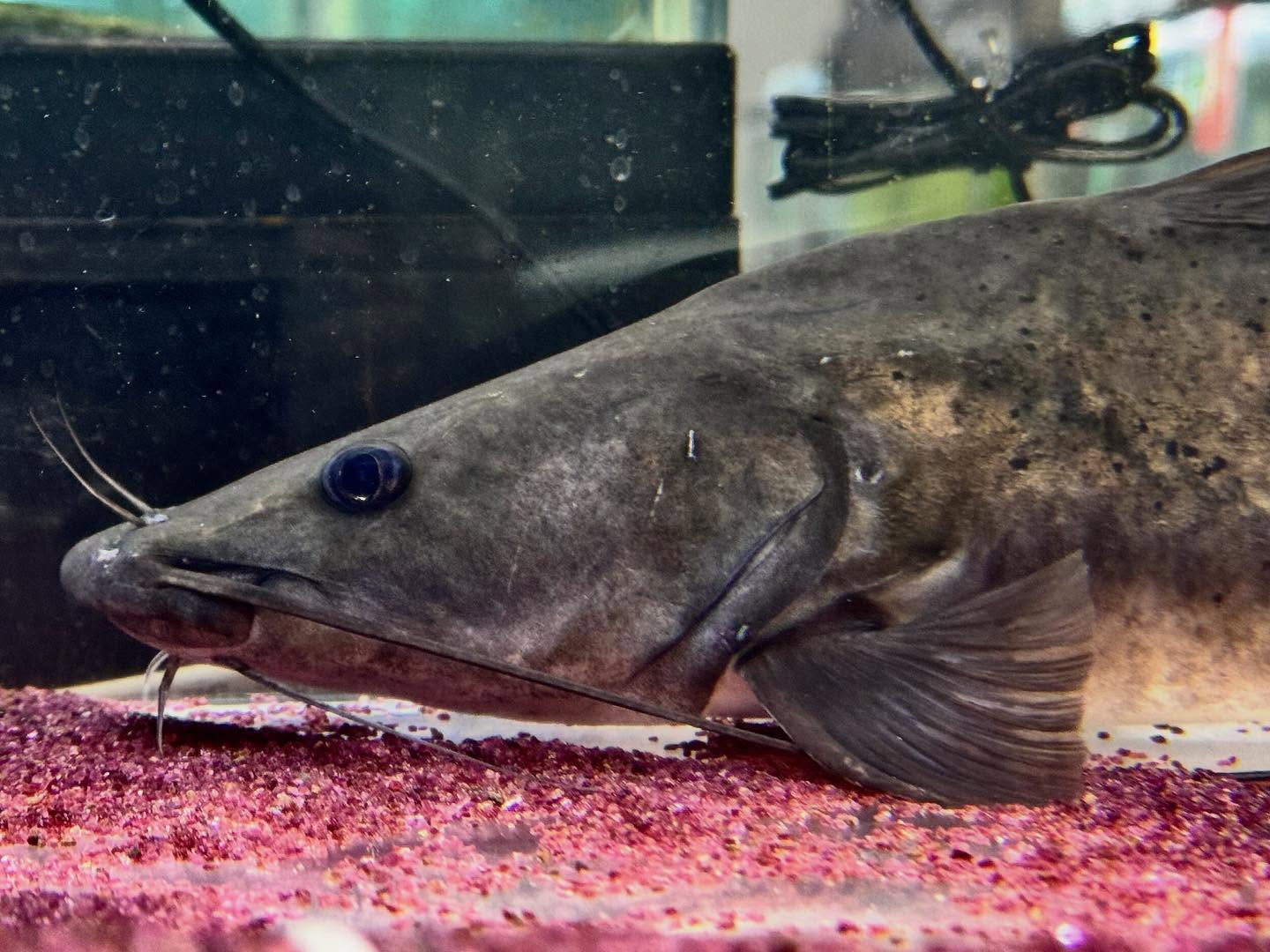 aquastyleg.base.shop/items/104...