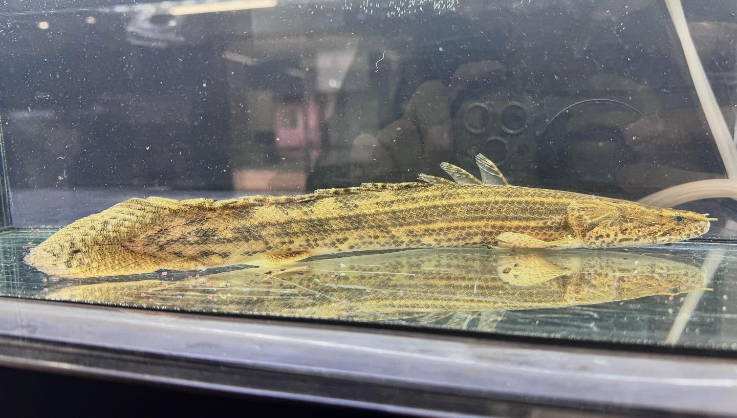 aquastyleg.base.shop/items/124...