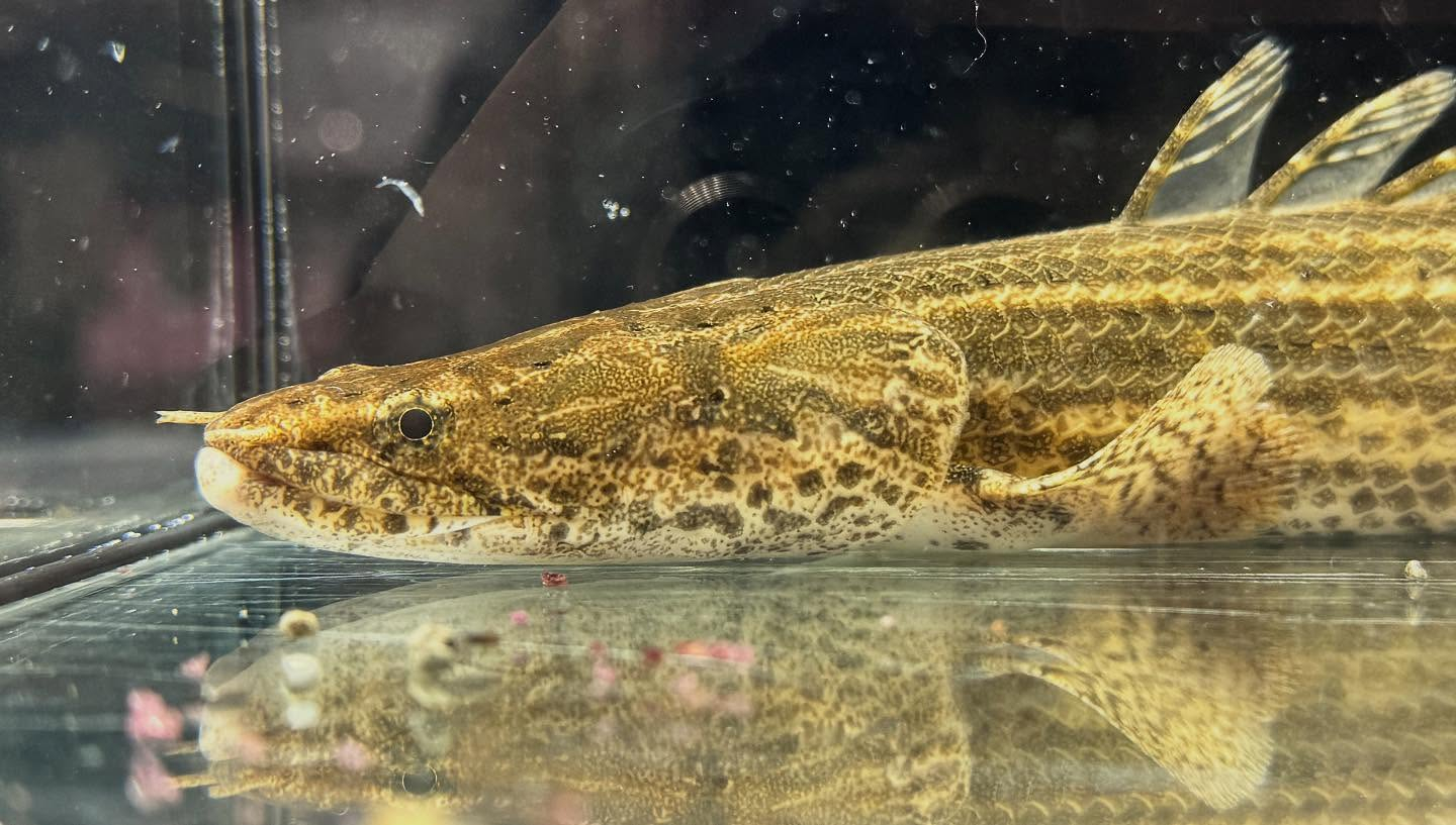 aquastyleg.base.shop/items/124...