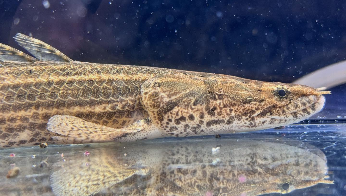 aquastyleg.base.shop/items/124...