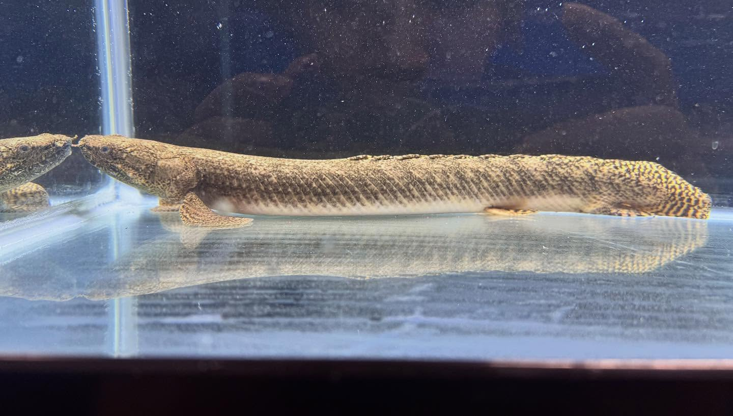 aquastyleg.base.shop/items/110...