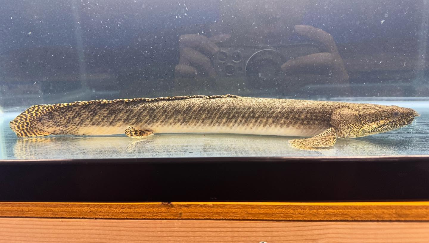 aquastyleg.base.shop/items/110...