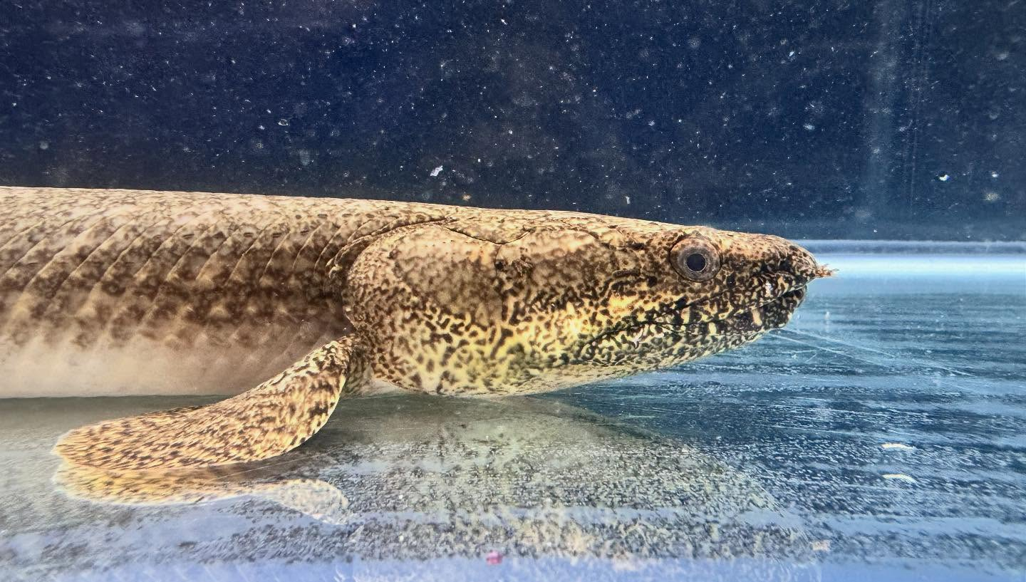 aquastyleg.base.shop/items/110...