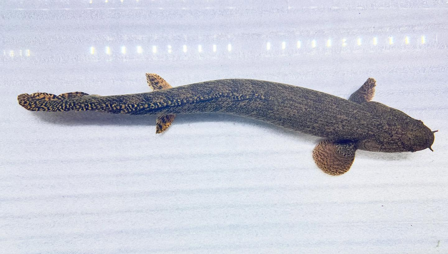 aquastyleg.base.shop/items/110...