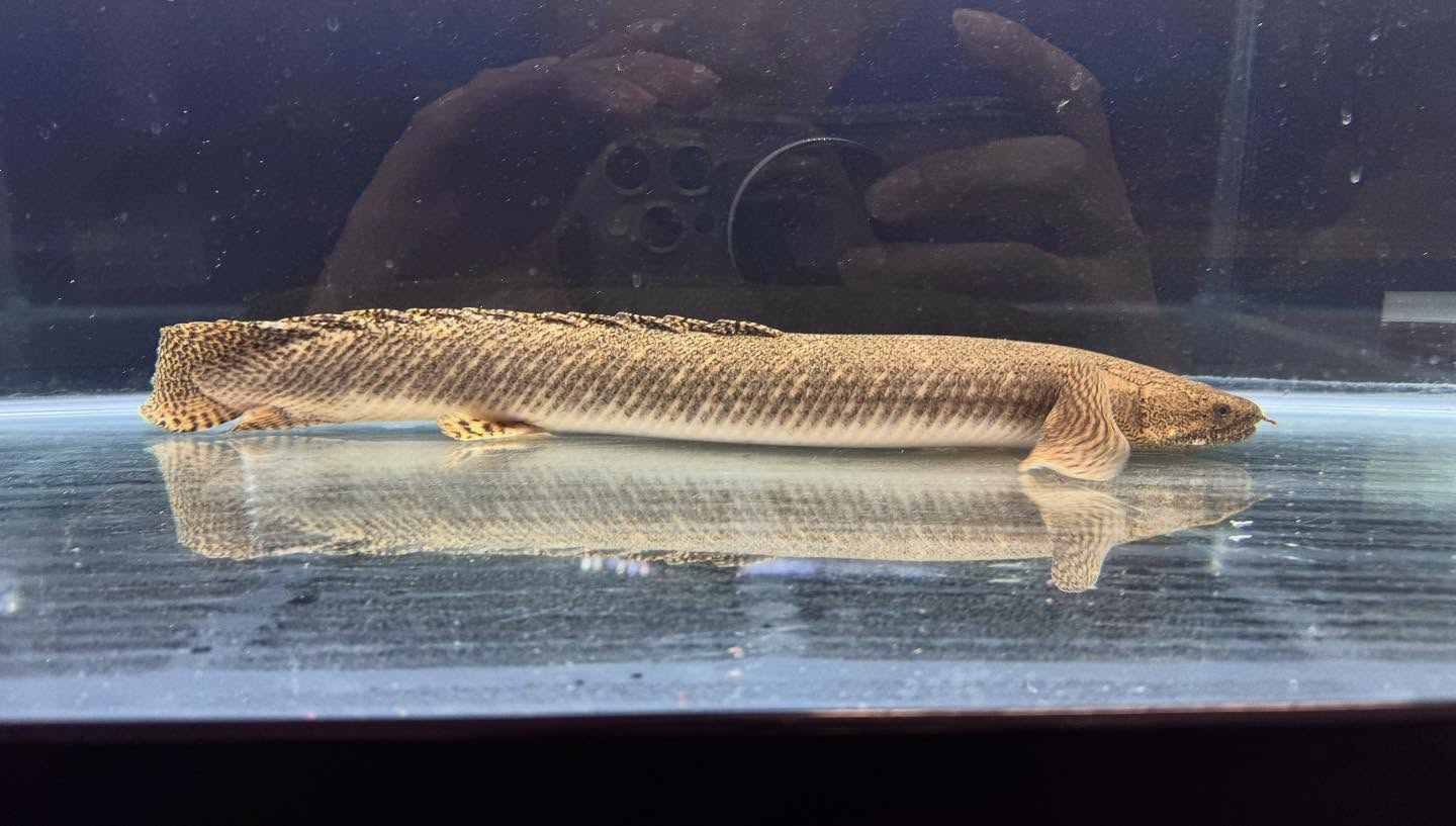 aquastyleg.base.shop/items/124...