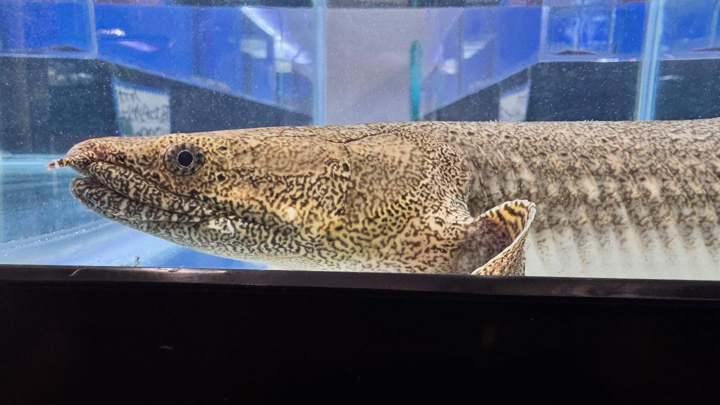 aquastyleg.base.shop/items/124...