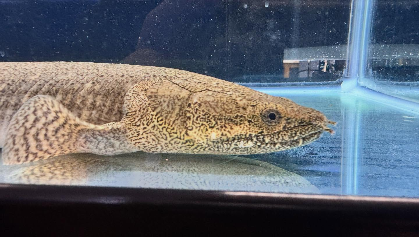 aquastyleg.base.shop/items/124...