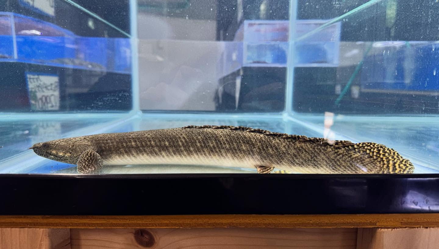 aquastyleg.base.shop/items/124...