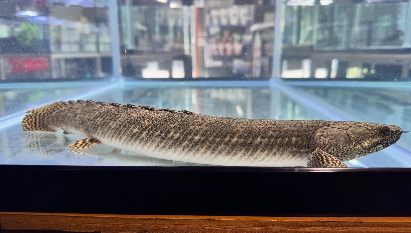 aquastyleg.base.shop/items/124...