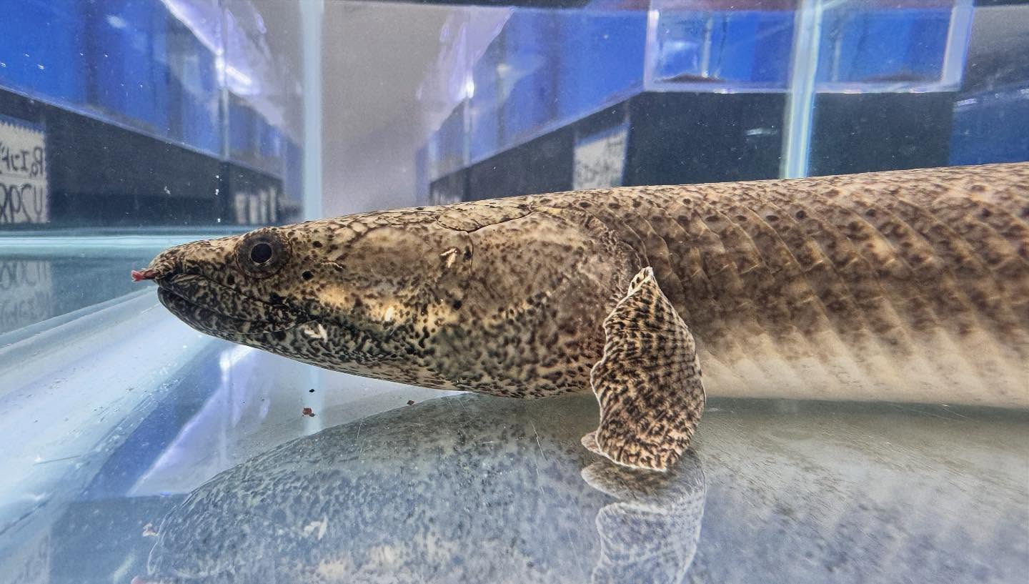 aquastyleg.base.shop/items/124...