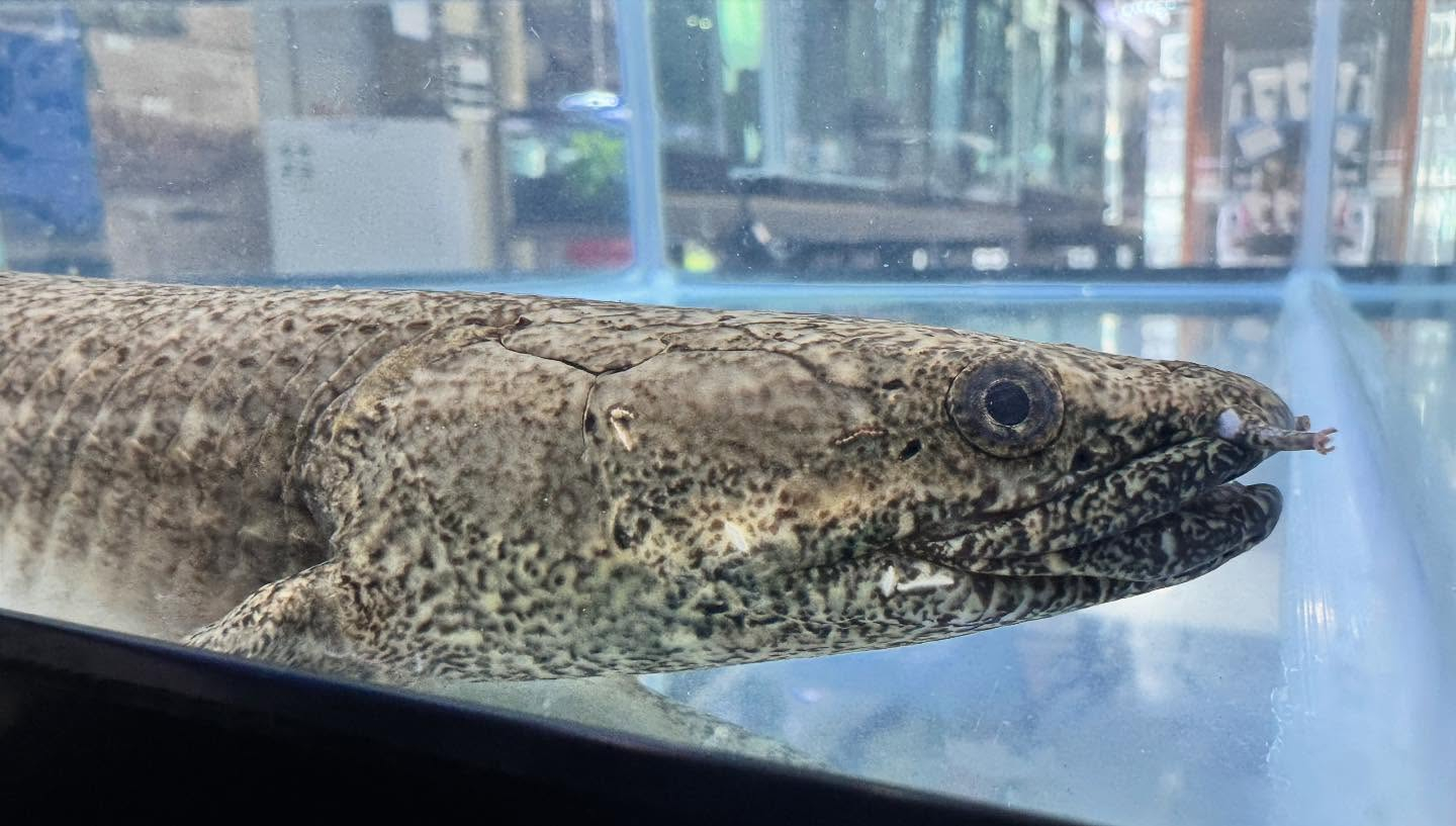 aquastyleg.base.shop/items/124...