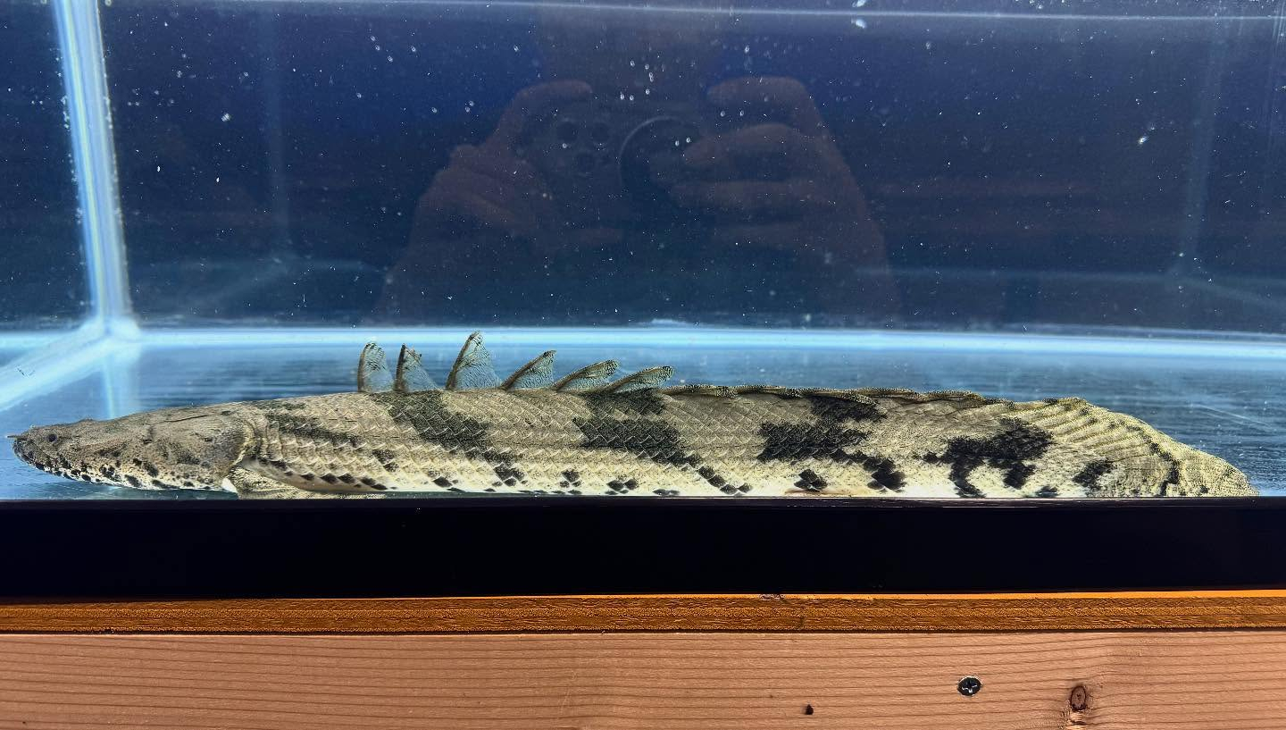 aquastyleg.base.shop/items/117...